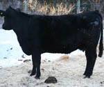 MVF Tibbie 916L