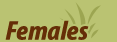Poplar Meadows Females