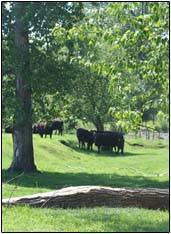 Poplar Meadows Angus